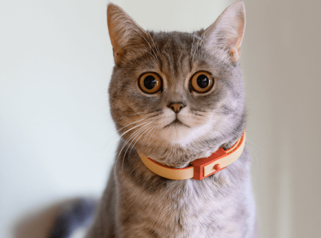 A cat with a collar