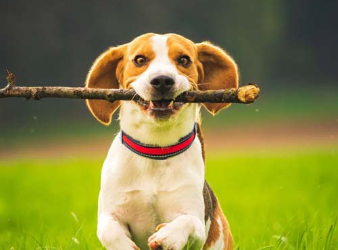 A dog running with a stick in its mouth