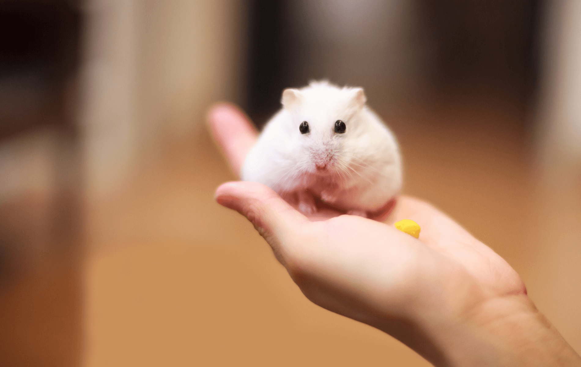 a hand holding a white rodent