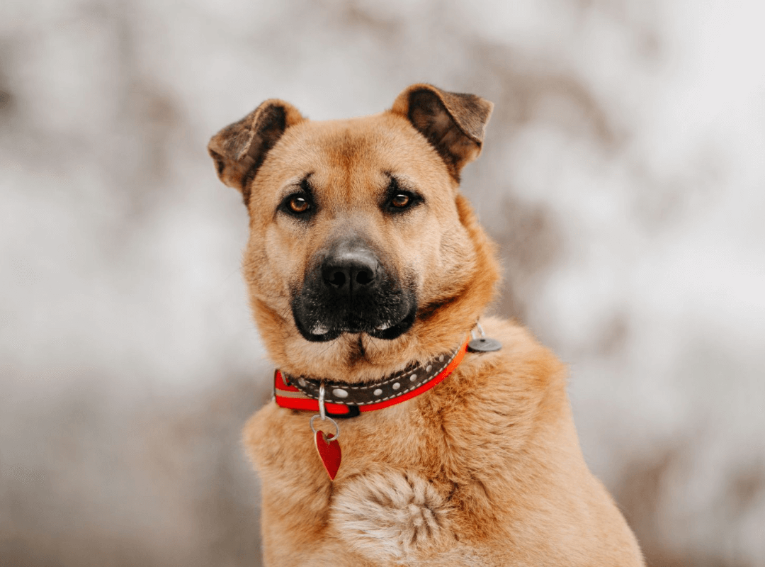 A dog with a collar